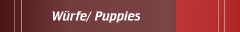 W&uuml;rfe/ Puppies 