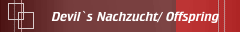 Devil`s Nachzucht/ Offspring 